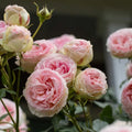 Climbing Pink Rose Plant A12731