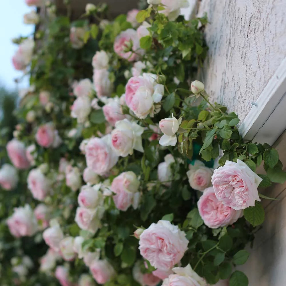 Climbing Pink Rose Plant A12731