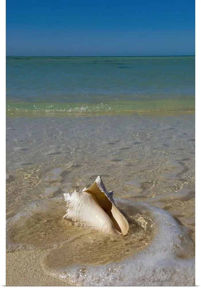 Florida Keys Conch Shell Art Print 16x24 X495
