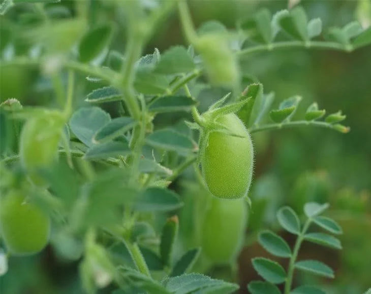Chickpeas (Garbanzo Beans) 55 Pounds T267