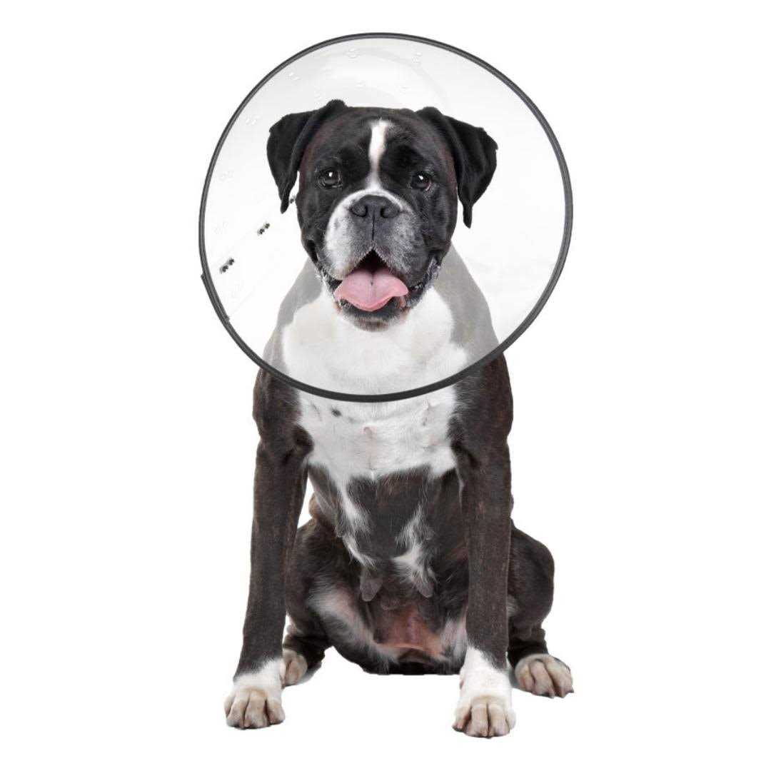 Clear Recovery Collar X450341