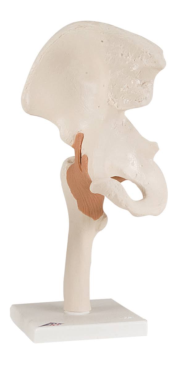 Anatomical Hip Joint Model Z705359