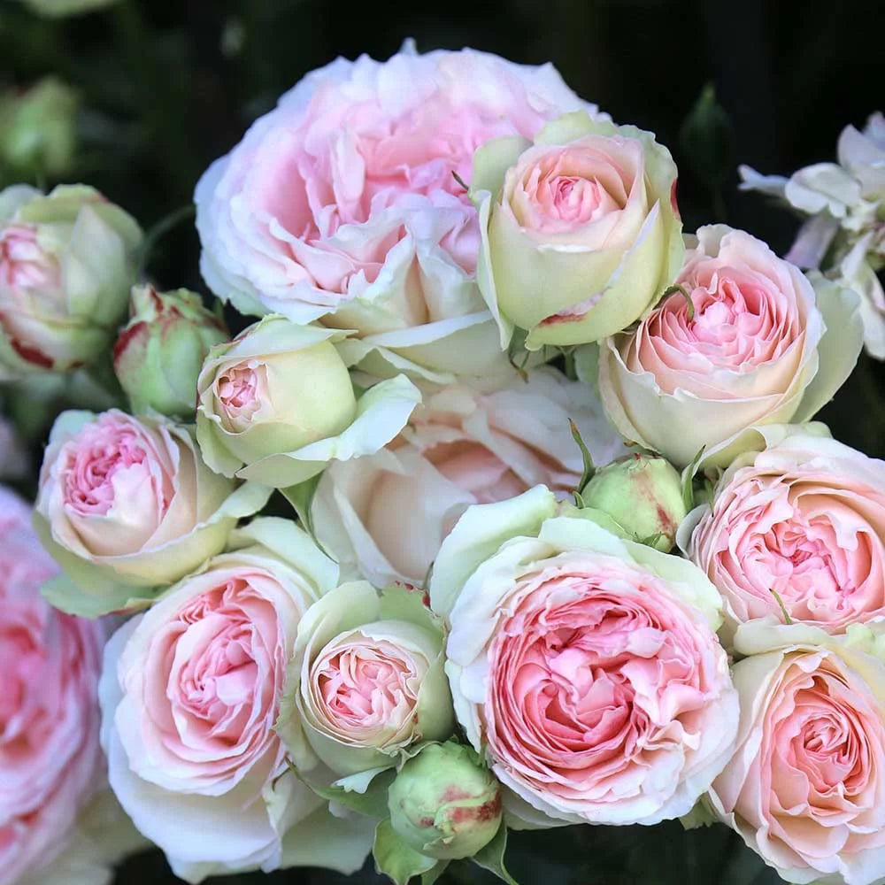Climbing Pink Rose Plant A12731